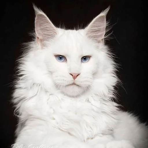 🤍 Стикер «Mainecoon cats» для Telegram