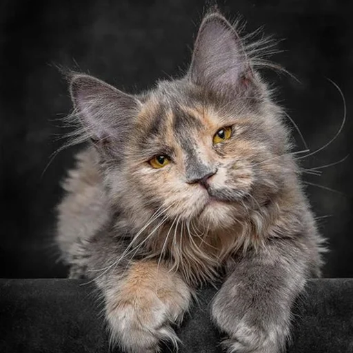 🤨 Стикер «Mainecoon cats» для Telegram