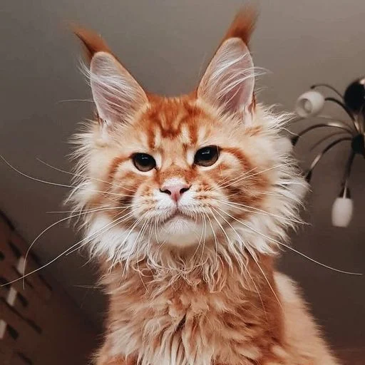 Стикерпак Mainecoon cats для Telegram