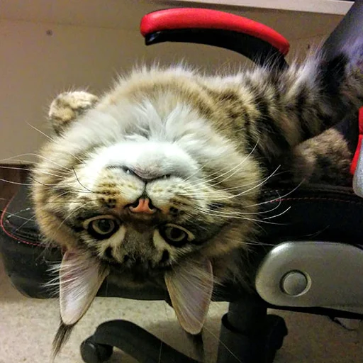 🙃 Стикер «Mainecoon cats» для Telegram