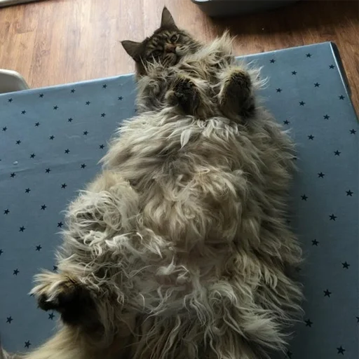 🐱 Стикер «Mainecoon cats» для Telegram