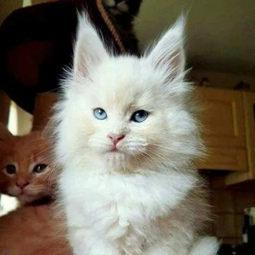 🙄 Стикер «Mainecoon cats» для Telegram