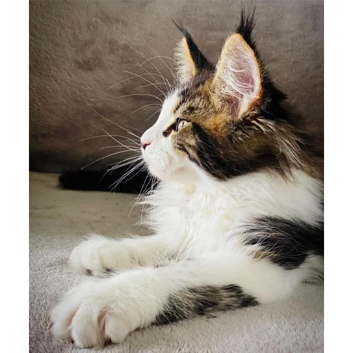 🐱 Стикер «Mainecoon cats» для Telegram