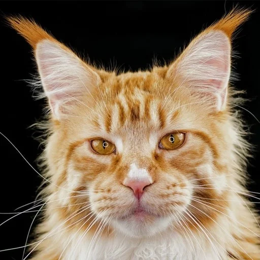 😐 Стикер «Mainecoon cats» для Telegram