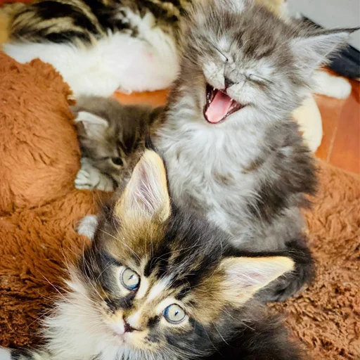 🤣 Стикер «Mainecoon cats» для Telegram