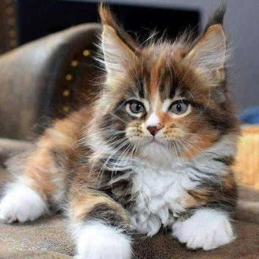 😲 Стикер «Mainecoon cats» для Telegram