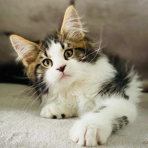 😯 Стикер «Mainecoon cats» для Telegram