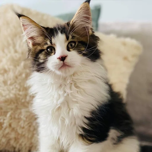 😨 Стикер «Mainecoon cats» для Telegram