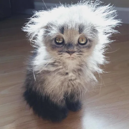 🤣 Стикер «Mainecoon cats» для Telegram