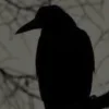 🤩 Эмодзи «» для Telegram