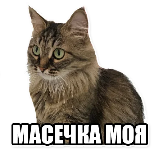 ☹️ Стикер «Мама отличника» для Telegram