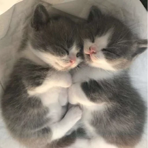 🥺 Стикер «mamatraxer» для Telegram