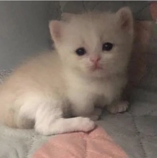 😔 Стикер «mamatraxer» для Telegram