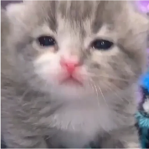 😭 Стикер «mamatraxer» для Telegram