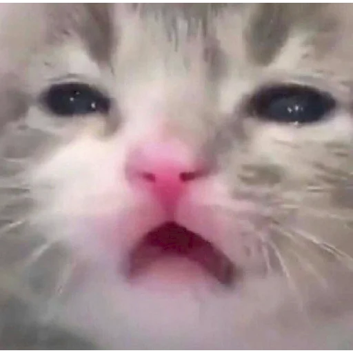 😩 Стикер «mamatraxer» для Telegram