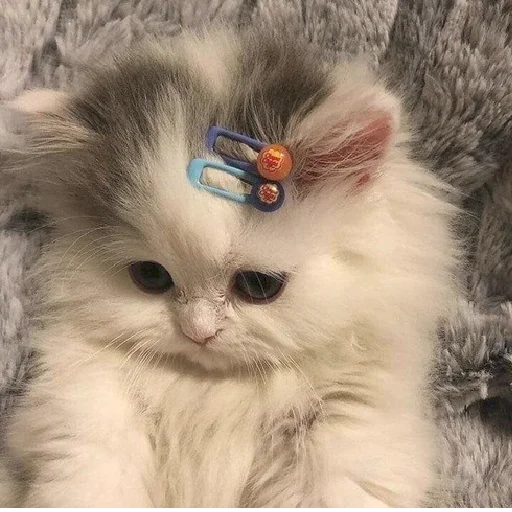 😥 Стикер «mamatraxer» для Telegram