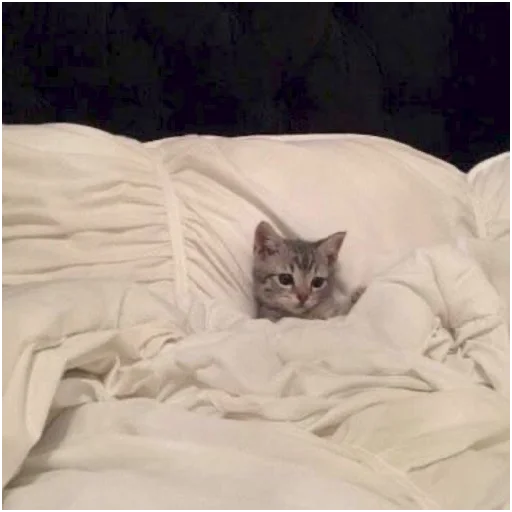 😴 Стикер «mamatraxer» для Telegram