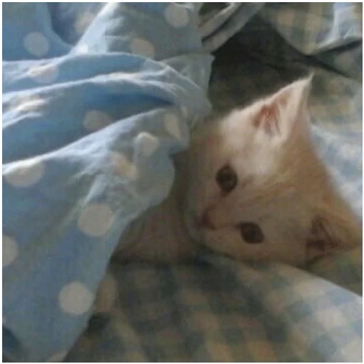 💤 Стикер «mamatraxer» для Telegram