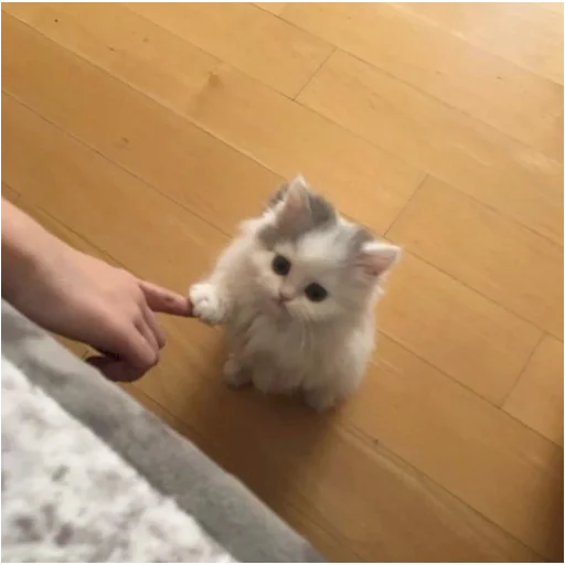 🤫 Стикер «mamatraxer» для Telegram