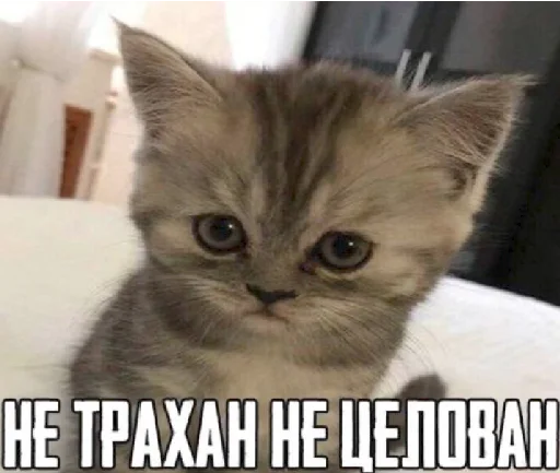 🔞 Стикер «mamatraxer» для Telegram