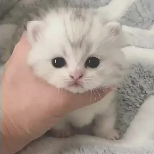 🙃 Стикер «mamatraxer» для Telegram