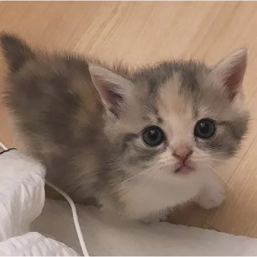 😶‍🌫️ Стикер «mamatraxer» для Telegram