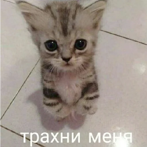 🥵 Стикер «mamatraxer» для Telegram