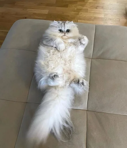 🌟 Стикер «кисеныши» для Telegram