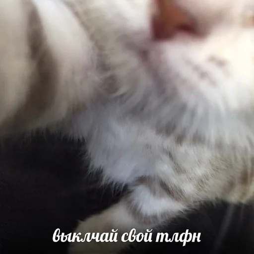 🌟 Стикер «кисеныши» для Telegram