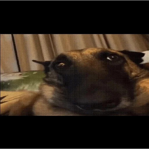 🐶 Стикер «КринжСтикеры» для Telegram