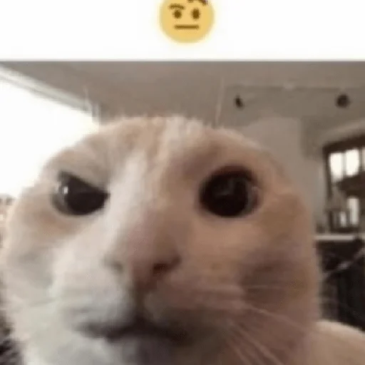 🤨 Стикер «КринжСтикеры» для Telegram