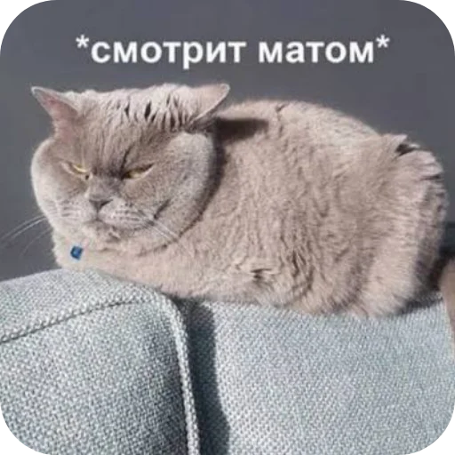 👍 Стикер «Стикеры мангала» для Telegram
