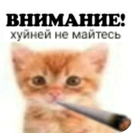 🐱 Стикер «Стикеры мангала» для Telegram