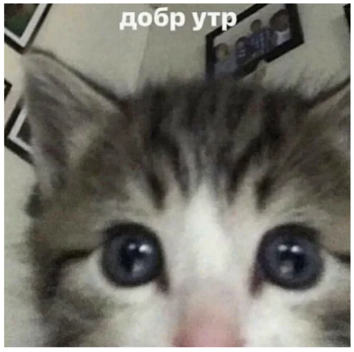 👋 Стикер «Стикеры мангала» для Telegram