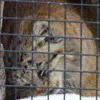 Стикер 27 Манул