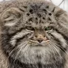 Стикер 31 Манул