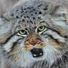Стикер 53 Манул