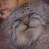 Стикер 5 Манул