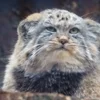 Стикер 10 Манул