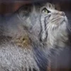 Стикер 4 Манул