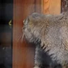 Стикер 9 Манул