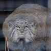 Стикер 16 Манул