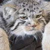 Стикер 55 Манул