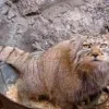 Стикер 58 Манул