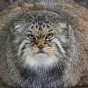 Стикер 32 Манул