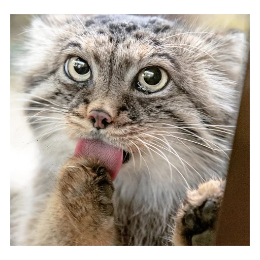 😛 Стикер «manuliki» для Telegram
