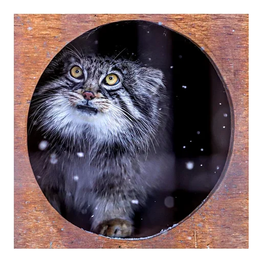 🌨 Стикер «manuliki» для Telegram
