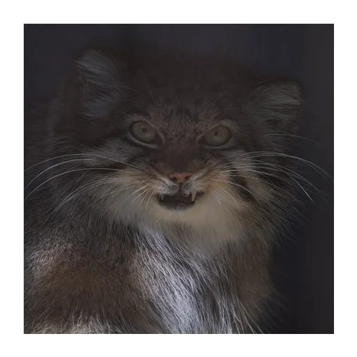 😼 Стикер «manuliki» для Telegram