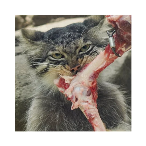 🍖 Стикер «manuliki» для Telegram