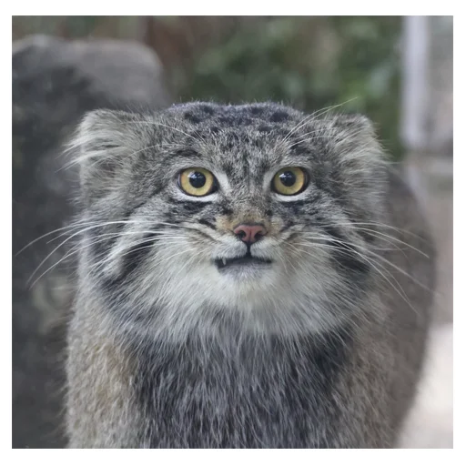 😼 Стикер «manuliki» для Telegram